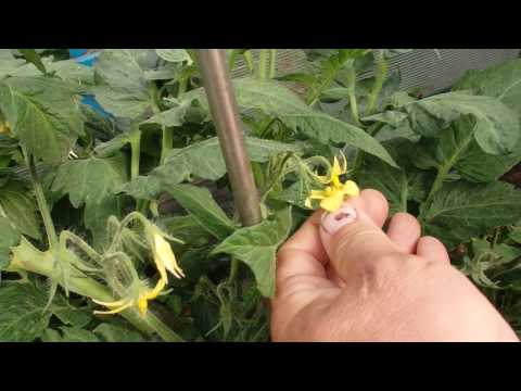 Как опылять помидоры в теплице из поликарбоната вручную: что делать, если они не опыляются и как помочь своим томатам