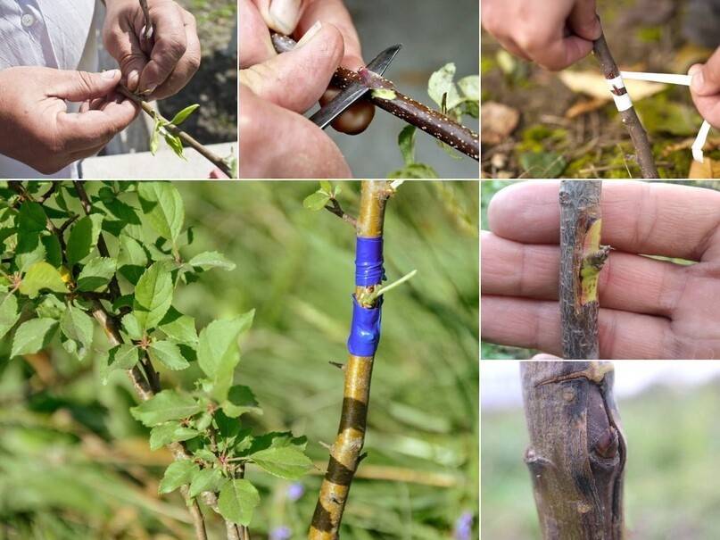 Как привить грушу — пошаговая инструкция для начинающих садоводов, фото и видео