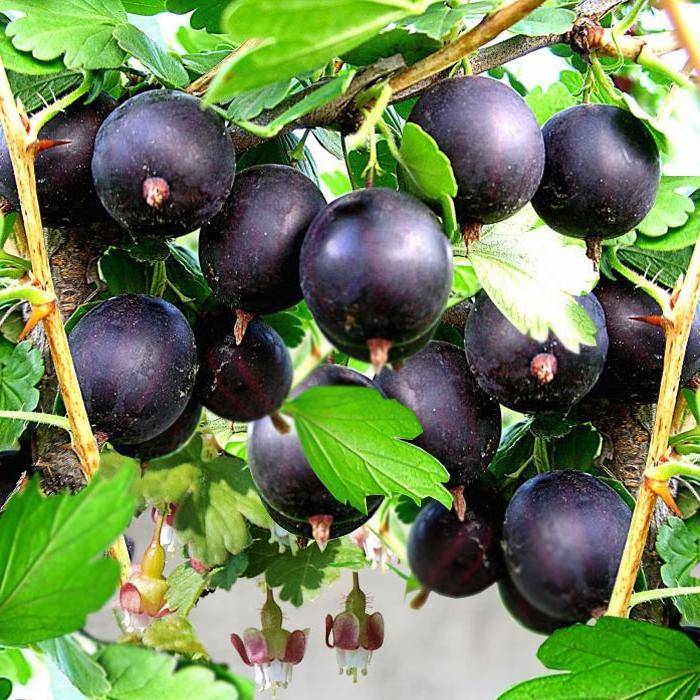 Крыжовник черносливовый: описание и особенности выращивания сорта