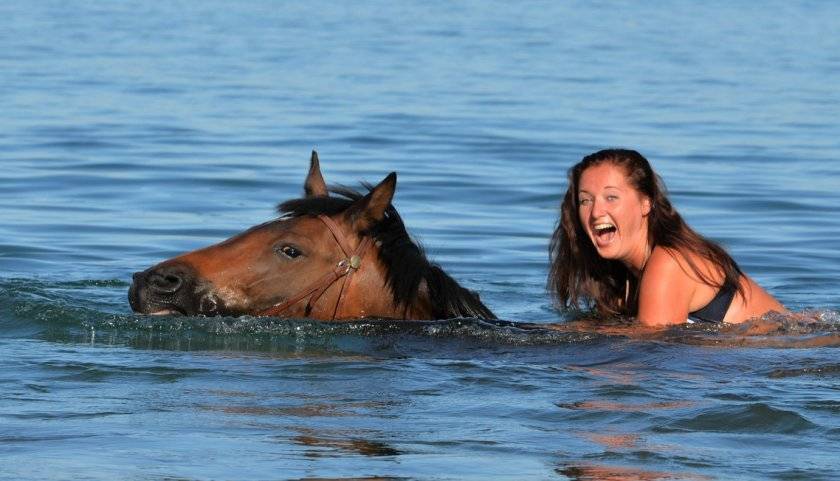 Плавают ли лошади: насколько хорошо и как далеко плавают кони
