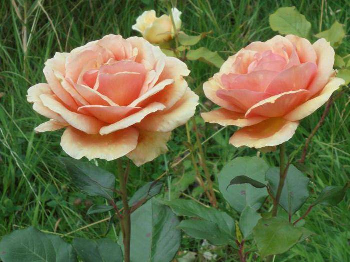 Роза ашрам: описание и фото сорта, цветение растения, уход за ним и размножение, возможные вредители и болезнидача эксперт