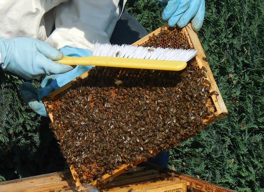 Правила и нормы содержания пчел: как жить в мире с соседями