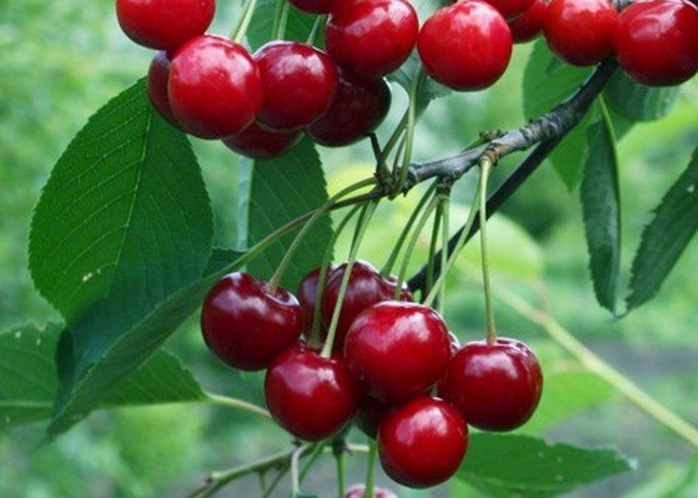 Описание и опылители вишни сорта любская, посадка и уход