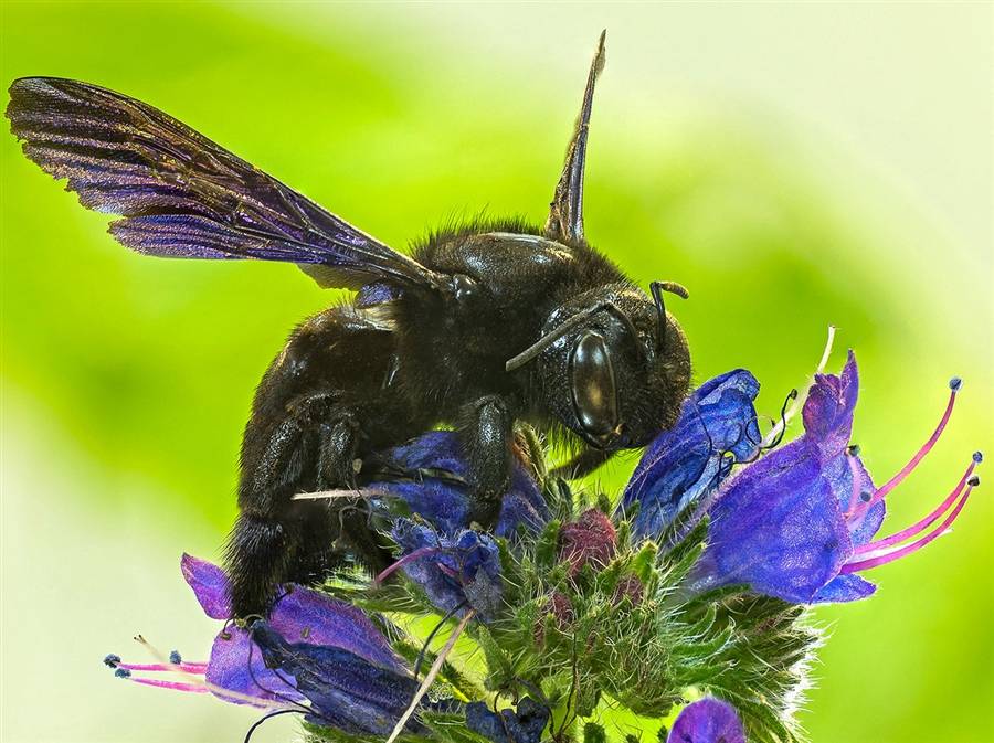 Пчела-плотник: как ее узнать и стоит ли ее бояться