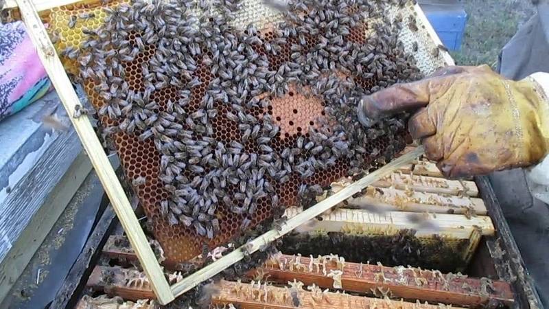 Пчеловодство зимой: как заботиться о пчелах?