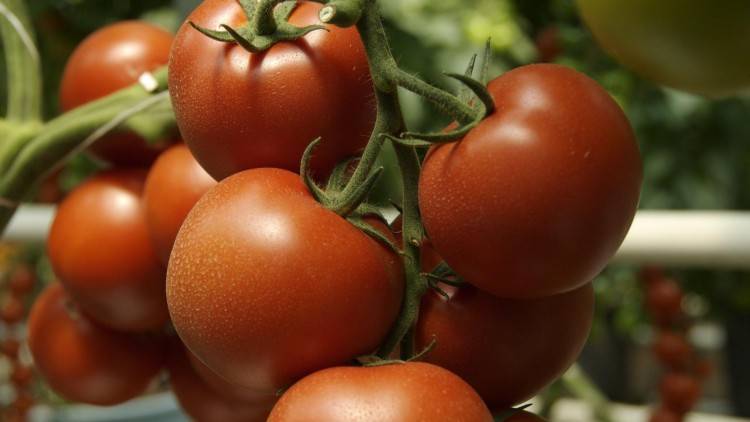Самые ранние сорта помидоров: как получить первый урожай в июне