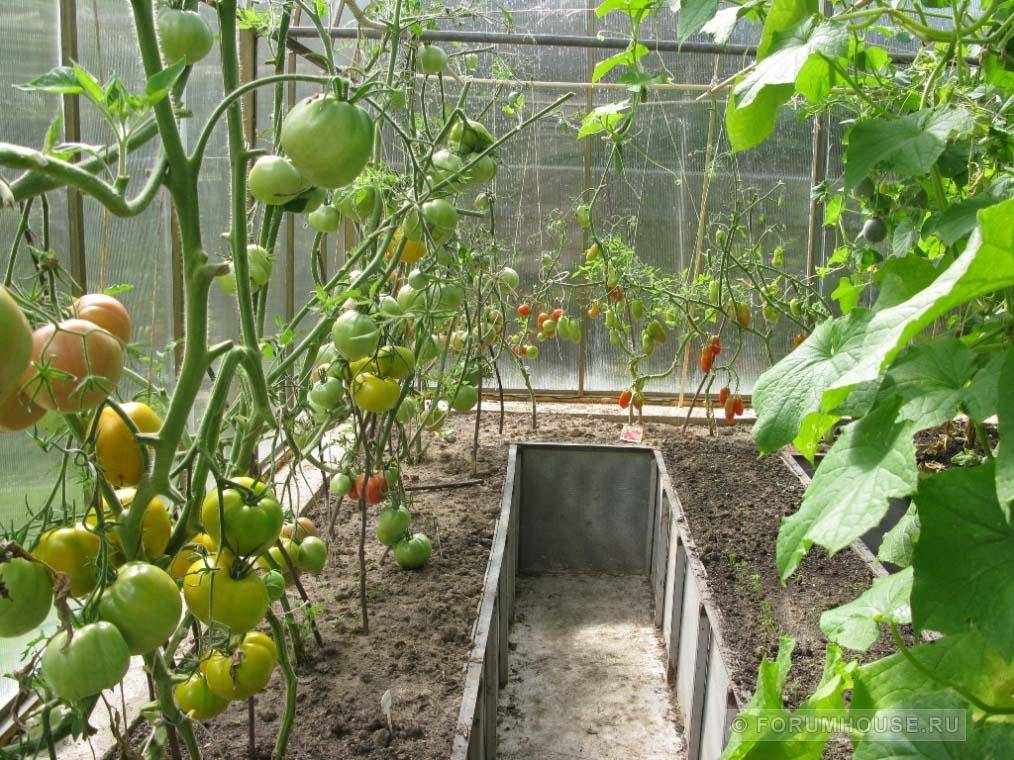 Можно ли сажать в одной теплице огурцы и помидоры – секреты совместного выращивания