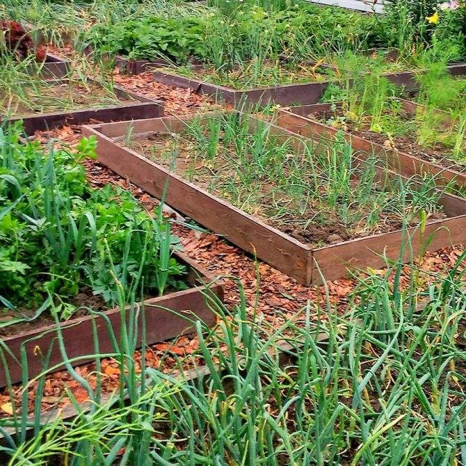 Как сделать газон на заросшем участке — особенности подготовки и посев