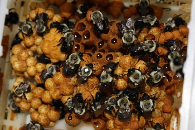 Особенности разведения и содержания пчел: с чего начать разведение пчел,лучшие способы и советы, подготовка пасеки, развод маток