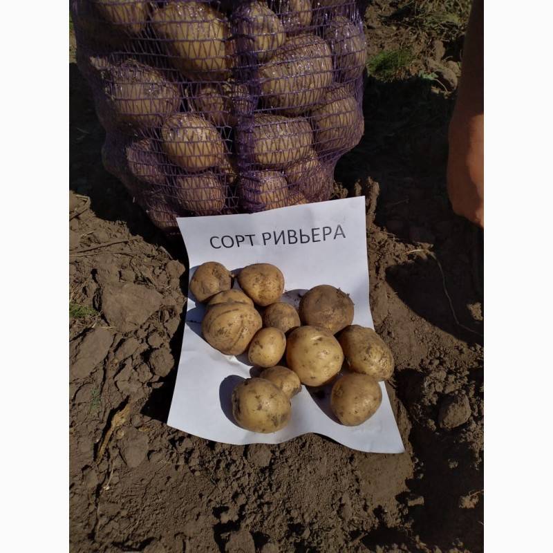 Всё о картофеле ривьера - описание сорта, посадка, уход и другие аспекты + фото