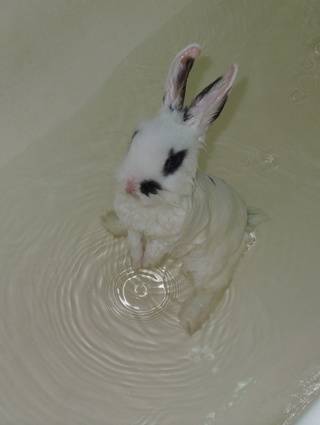 Можно ли мыть декоративного кролика и как его купать в домашних условиях?