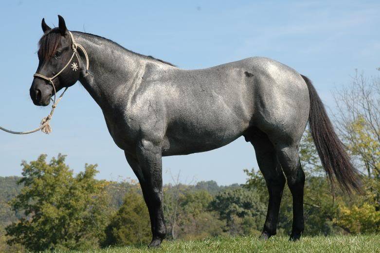 Все о чалом окрасе лошадей: какой масти, разновидности, особенности расцветок и зонирования коней