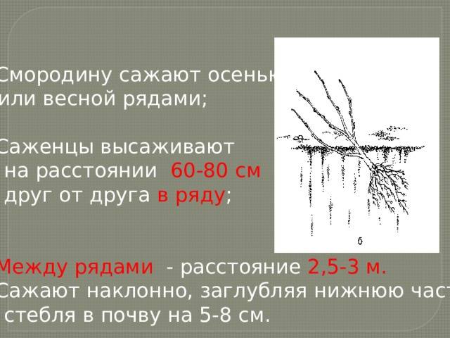 На, каком расстоянии друг от друга сажать крыжовник. | дачная жизнь
