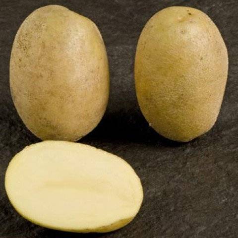 Сорт картофеля накра: характеристика и сравнение, отзывы