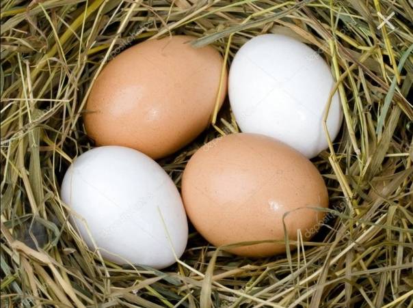 Как правильно посадить курицу на яйца насильно в домашних условиях?