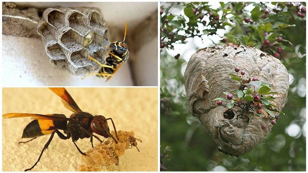 Какие запахи отпугивают ос, какой запах не любят осы, какого запаха боятся пчелы