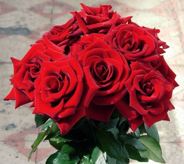 Красные розы для вашего сада: самые яркие, самые устойчивые и зимостойкие на supersadovnik.ru