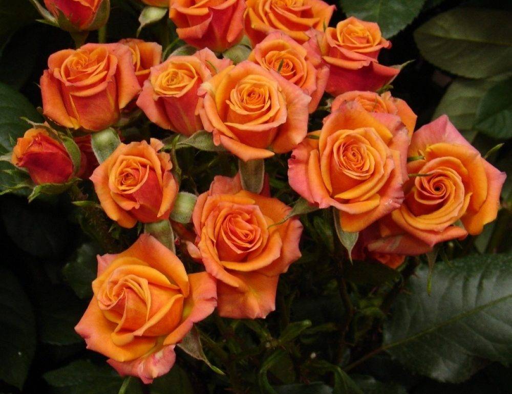 Спрей розы: сорта с фото и особенности выращивания