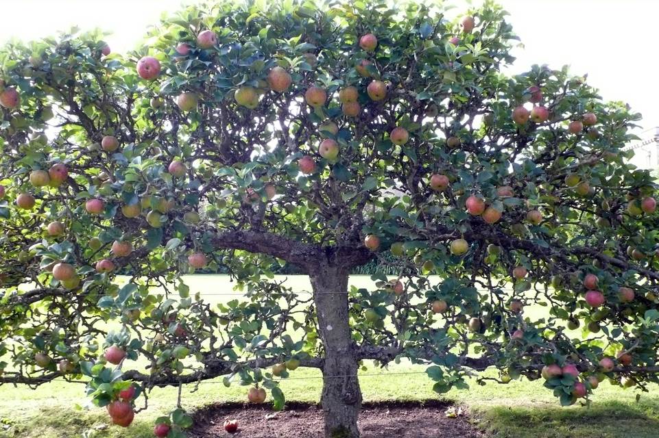 Популярные фруктовые деревья для сада, выбор посадочного материала и посадка в грунт