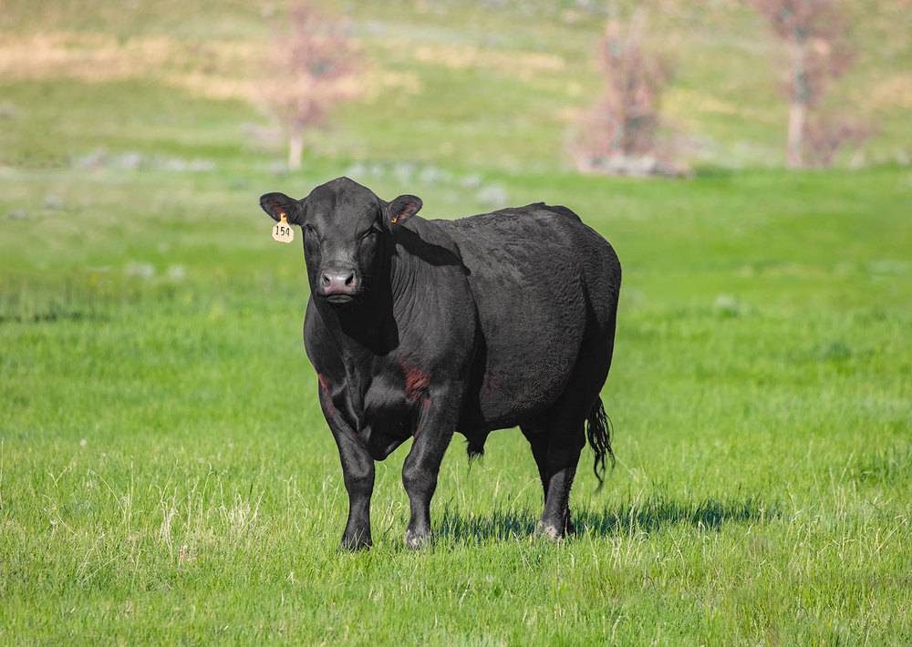 Абердин-ангусская порода коров: описание, достоинства и недостатки :: syl.ru