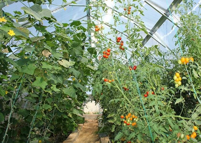 Может все-таки как-то можно в одной теплице вырастить и помидоры и огурцы?