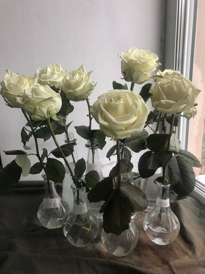 Как дольше сохранять срезанную розу в вазе с водой в домашних условиях: что добавить