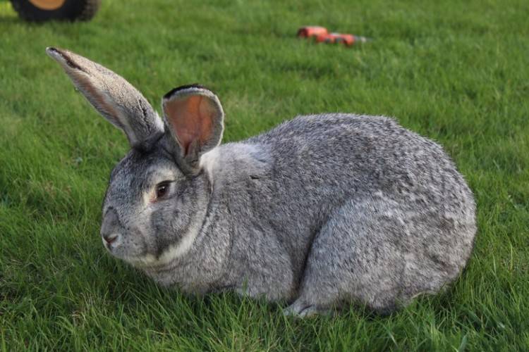 Список и описание самых крупных пород кроликов