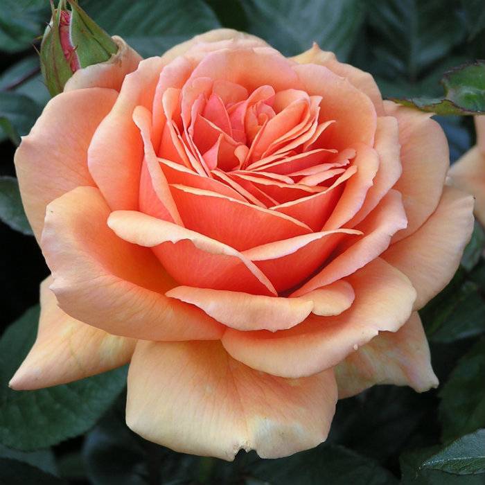✅ о розе хай мэджик (high magic): описание и характеристики чайно гибридной розы