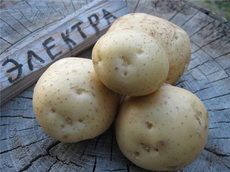 Картофель "лилея": описание сорта, фото, отзывы