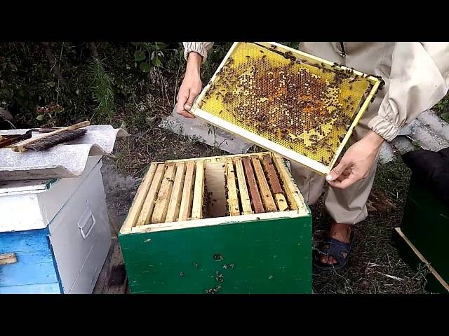 Пасека пчеловода с пчелами в августе