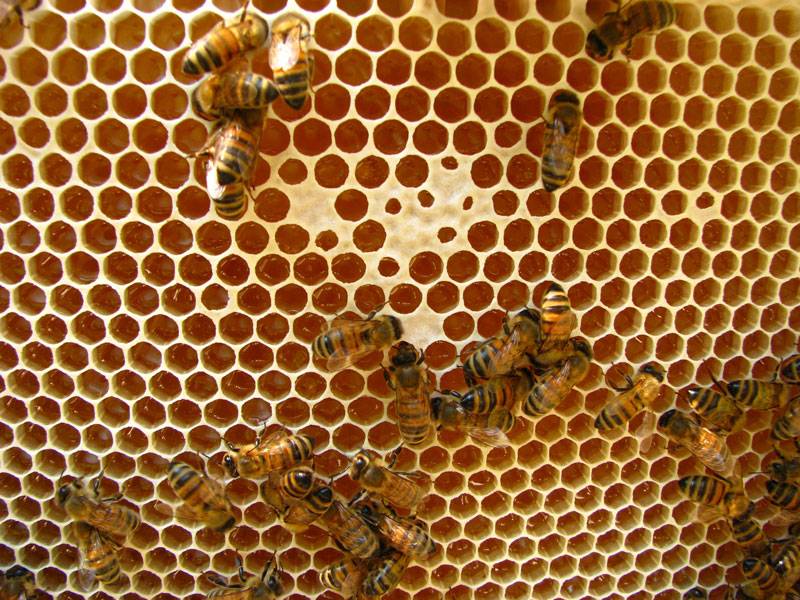 Рецепт и пропорции для приготовления медовой подкормки для пчел осенью