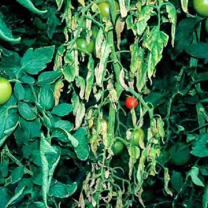Лечение и профилактика фузариозного увядания томатов