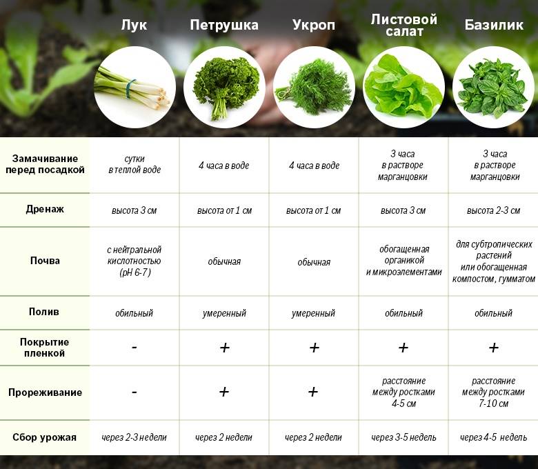Через сколько дней выходит рассада. Разновидности зелени. Схема посадки листового салата. Зелень таблица. Схема посадки рассады салата.