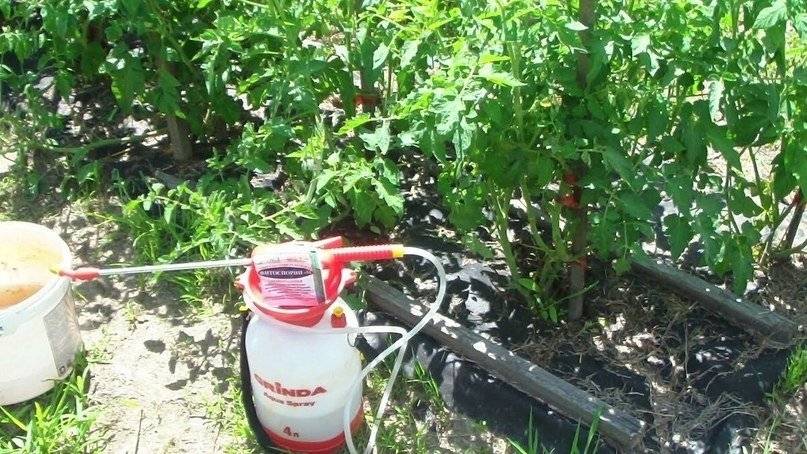 Защита помидоров от фитофторы — все способы профилактики болезни