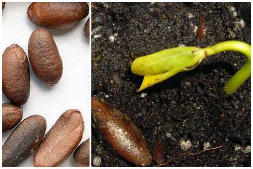 Если посадить косточку черешни вырастет ли дерево и будет ли урожай?