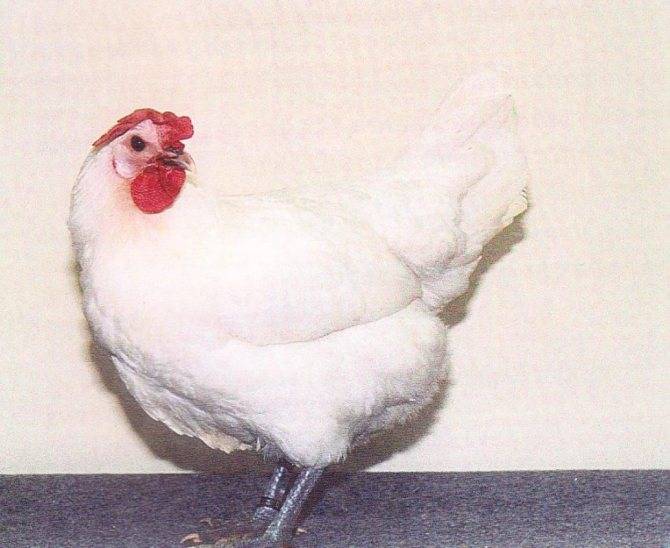Бресс галльская порода кур: разъясняем по порядку