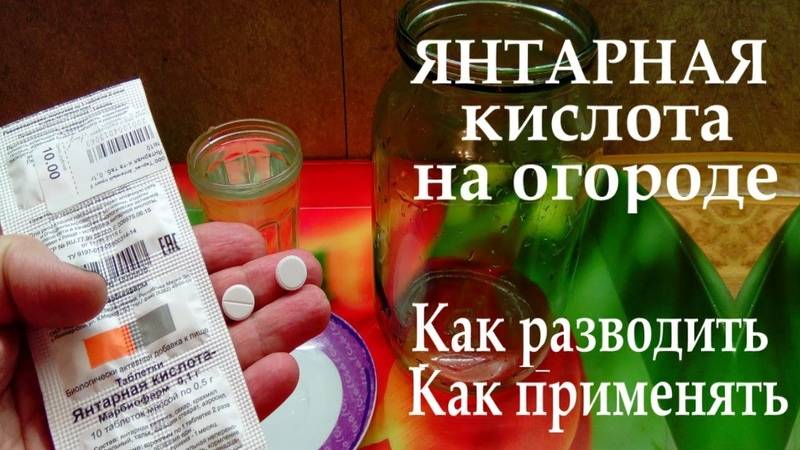 Янтарная кислота. поможет ли огурцам и томатам? / асиенда.ру