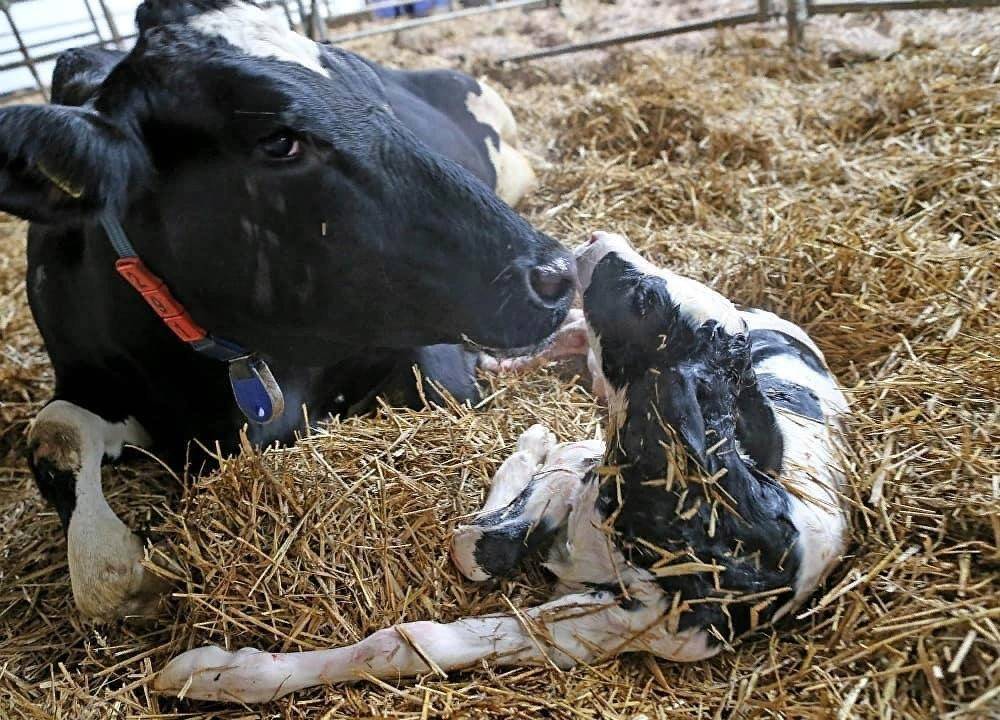 Пополнение у коров: когда ждать рождения телят?