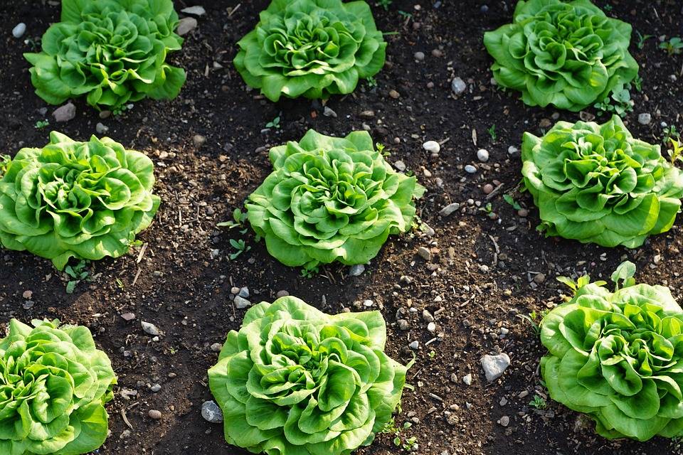 Когда можно высаживать салат в открытый грунт?