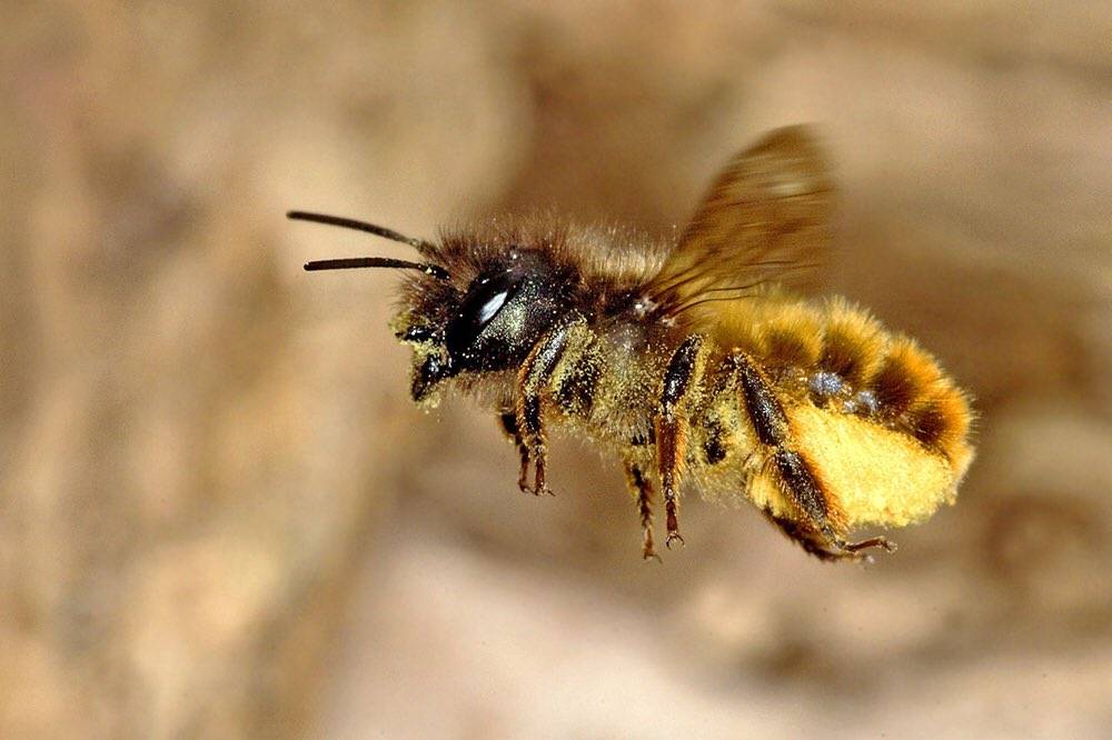 ᐉ земляные пчелы как избавиться - godacha.ru