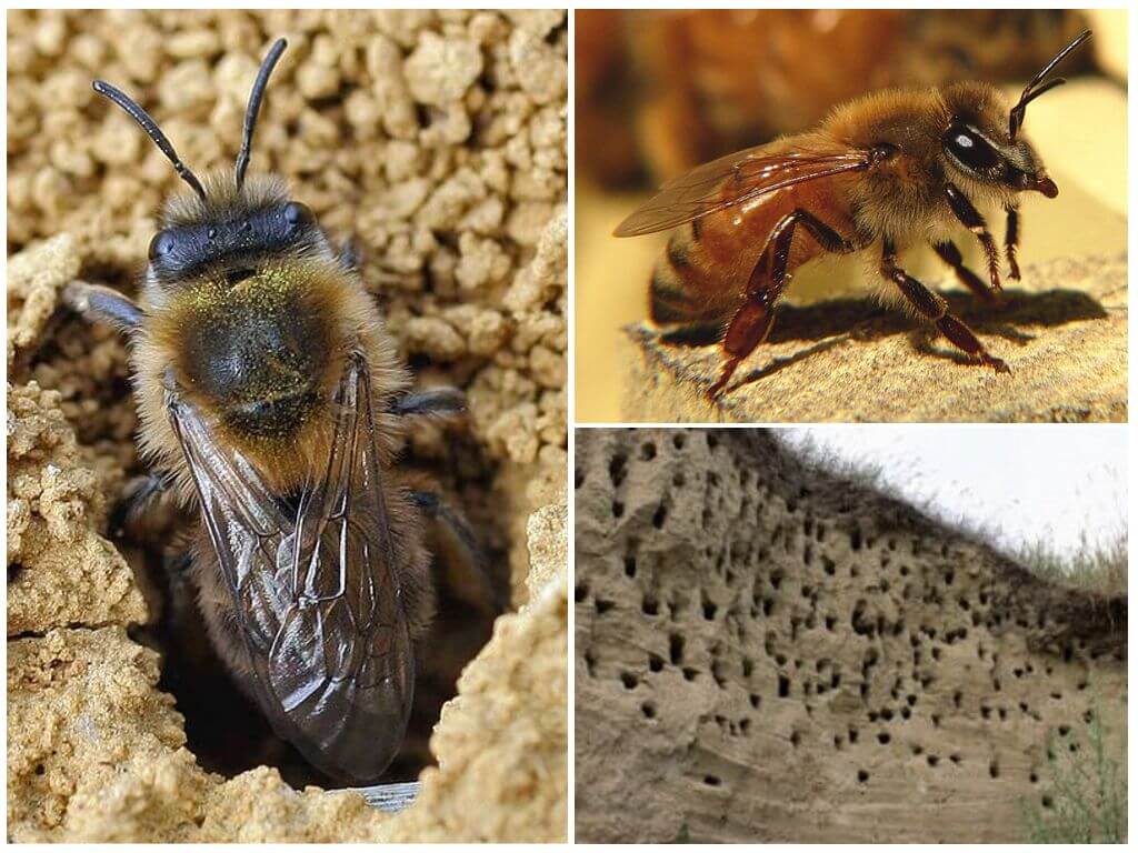 Земляные пчёлы: как избавиться от живых или уничтожить