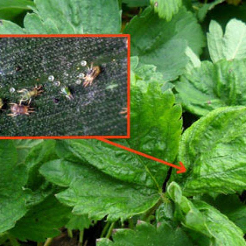 Как защитить клубнику (садовую землянику) от вредителей весной и летом