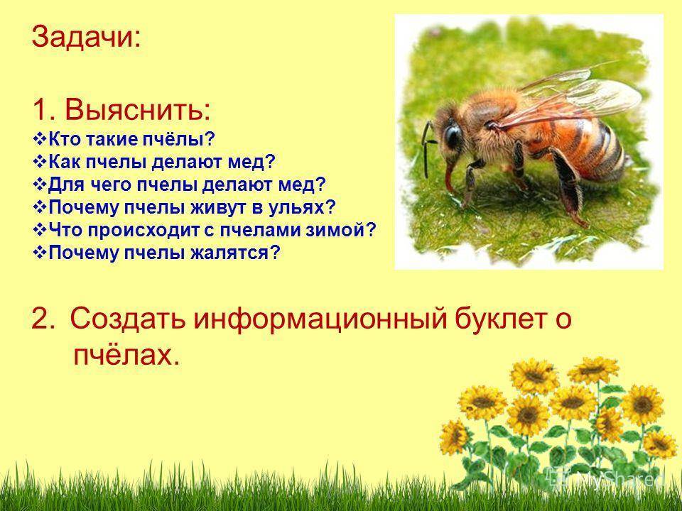 Как пчела делает мед: как собирают нектар, процесс образование меда