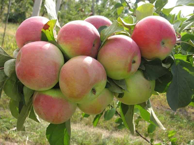 Сорт яблони мичуринская бессемянка