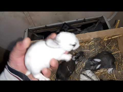 Когда отсаживать крольчат от крольчихи: возраст, правила отсадки