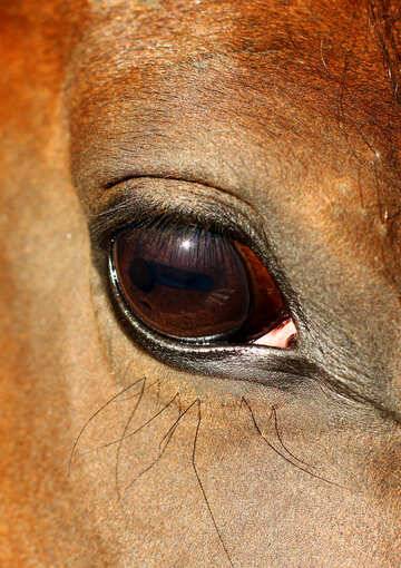 О глазах лошади: как видят кони, зачем лошадям шоры, строения глаза и зрение