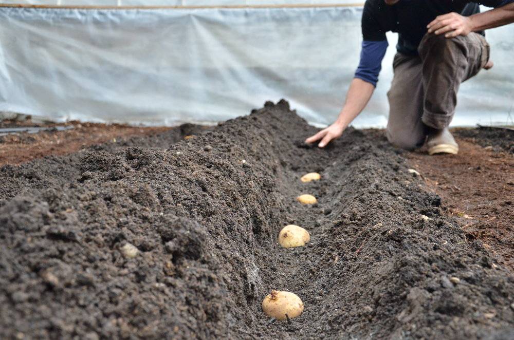 Посадка картофеля семенами на рассаду: сроки когда сеять семена с пошаговой инструкцией