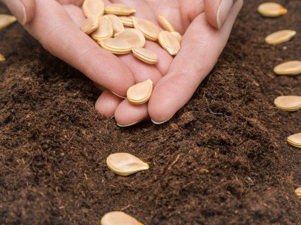 Посадка тыквы семенами в открытый грунт, на рассаду: инструкция, рекомендации, схемы, методы. семена тыквы для посадки — какие лучше?