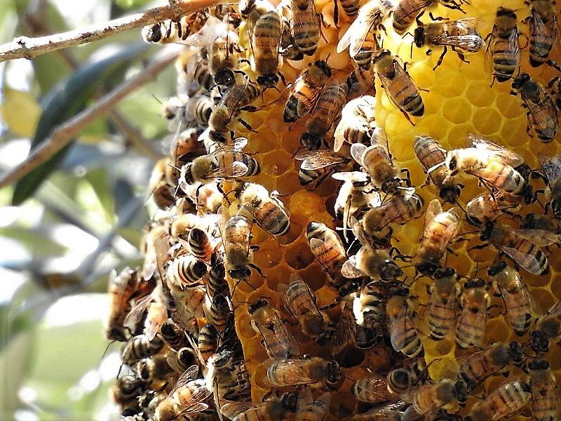 Когда собирают мед нового урожая и как правильно качать мед
