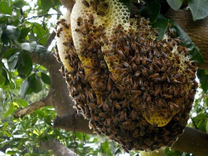 Майнкрафт: все, что вам нужно знать о пчелах